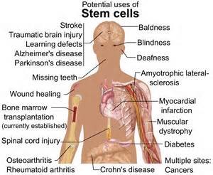 Postulated uses of stem cells