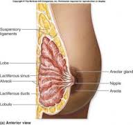 Oblique cross-section of breast showing inner anatomy including Cooper's suspensory ligament's.